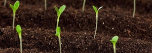 Seedlings