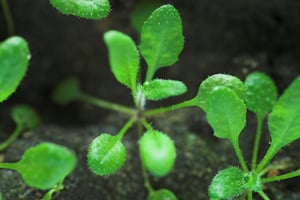 Arabidopsis.jpg