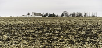 Cornfield in November.jpeg