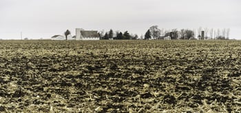 Cornfield in November.jpeg