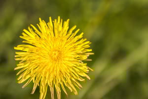 Dandelion.jpeg