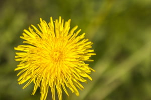 Dandelion.jpeg