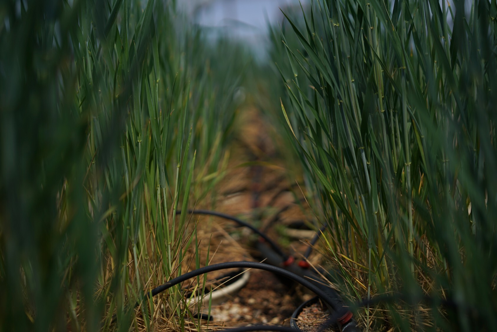 parallax image